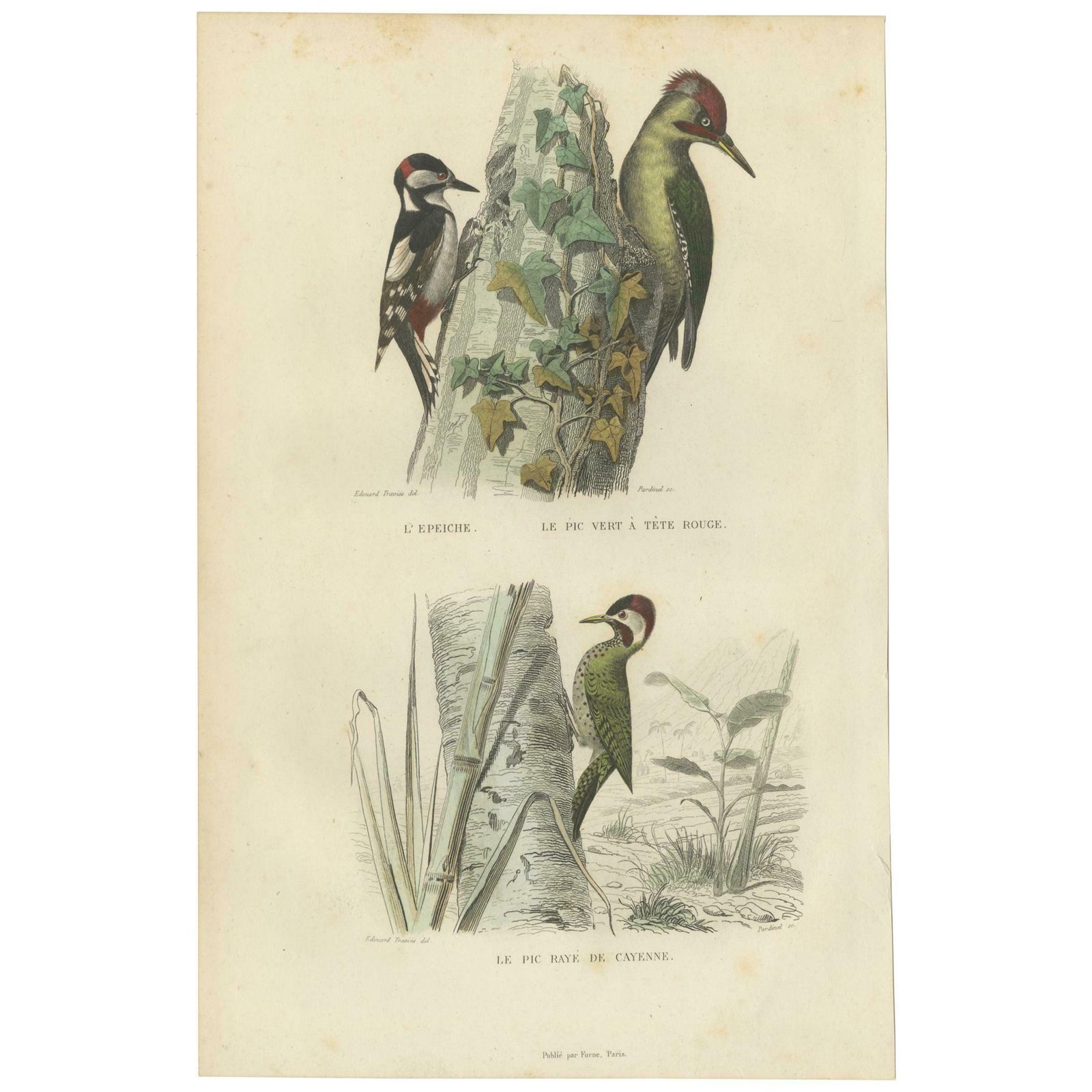 Antique Bird Print, Spotted Woodpecker, Eurasian Green Woodpecker, Circa 1850