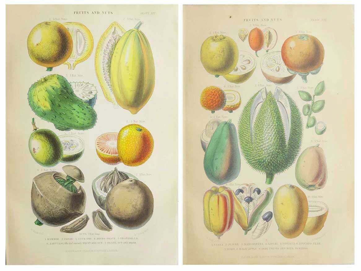 Pair Of Original Antique Prints Of Fruit After Walter Hood Fitch. C.1870 photo furniture