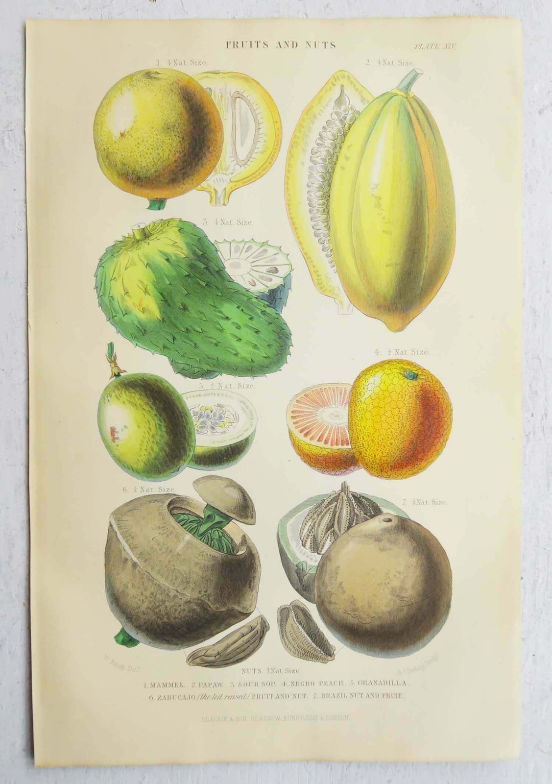 Pair Of Original Antique Prints Of Fruit After Walter Hood Fitch. C.1870 photo Art