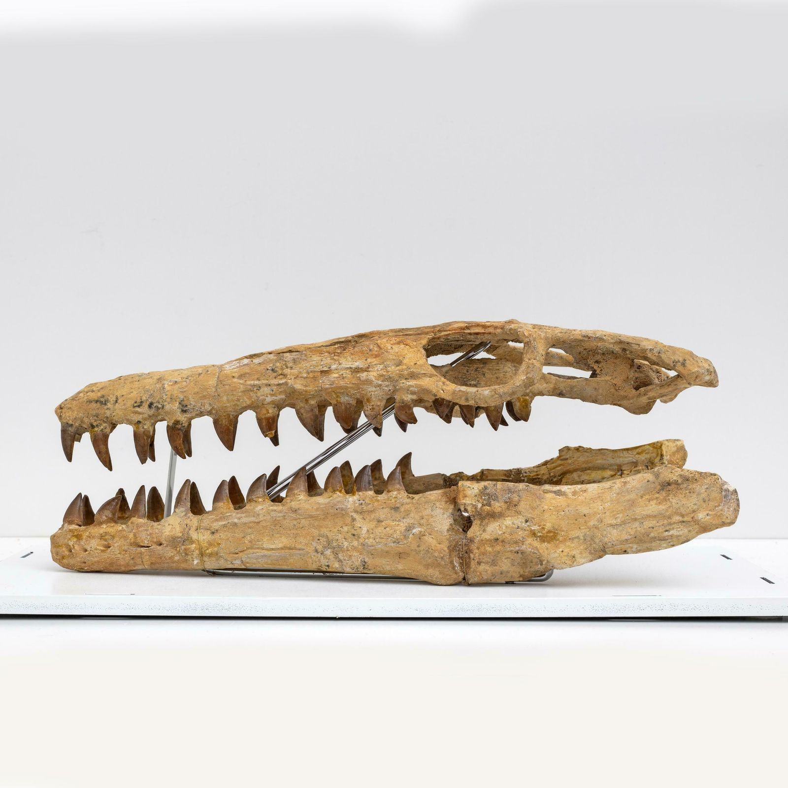 Fossilised Skull Of Prehistoric Marine Reptile The Mosasaur, 70million Years Ago photo 25070.0