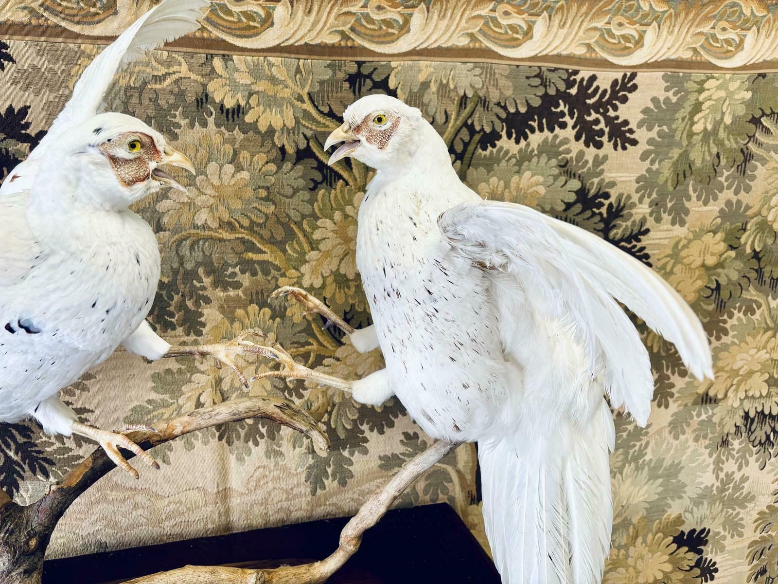 Taxidermy Pair Of Fighting White Pheasants photo buy