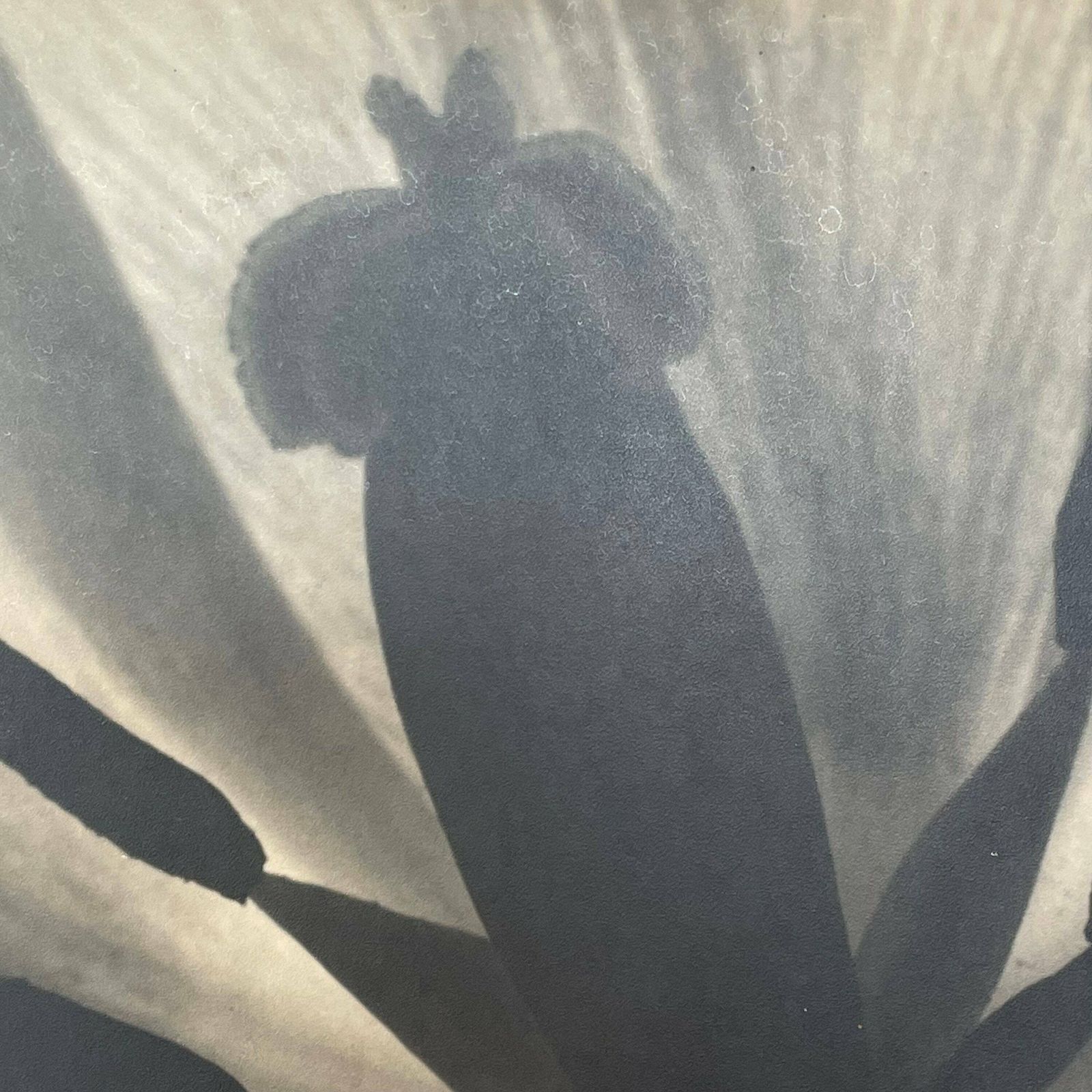 Danish Vintage Mid Century Large Scale Fine Art Photography From The 1940’s By Artist Aage Lillesøe With Motive Of Tulip Flower photo vintage