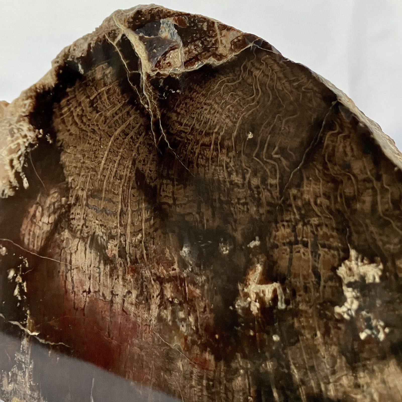 A Small Fossilised Or Petrified Wood Specimen, Polished And Mounted On A Perspex Stand, Circa 120 To 240 Million Years Old photo 215.0