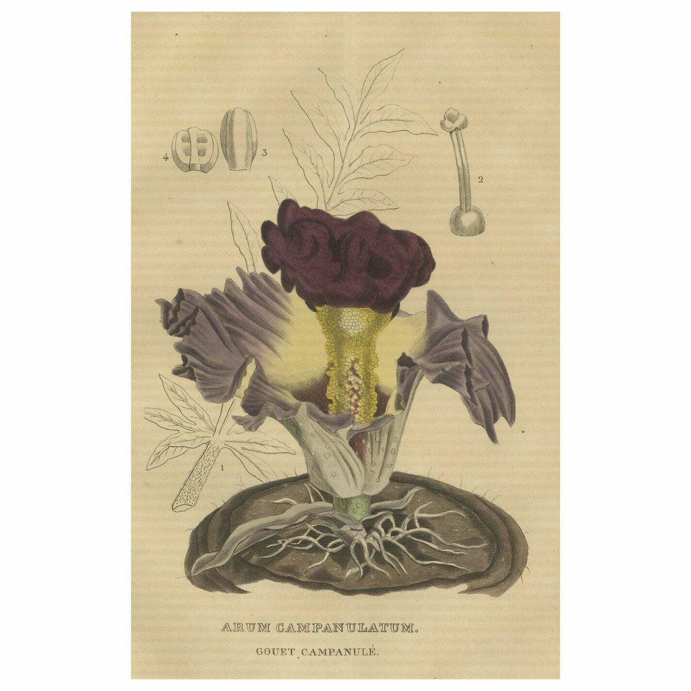 Velvet Majesty: The Bell Shaped Arum   A Vintage Portrait Of Botanical Splendor