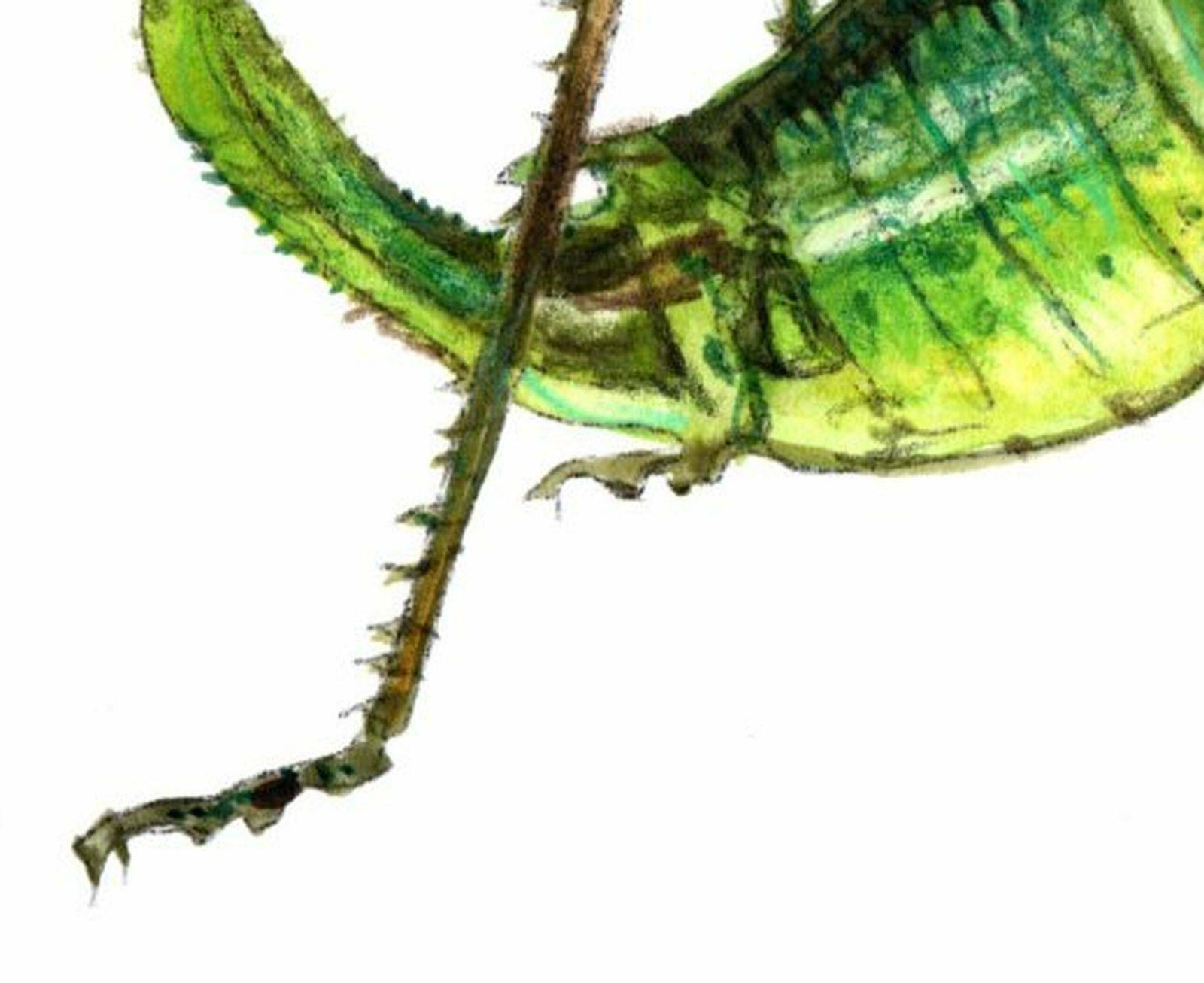 Juris Utans Grasshopper. Paper, Mixed Media, 21x30 Cm photo for sale
