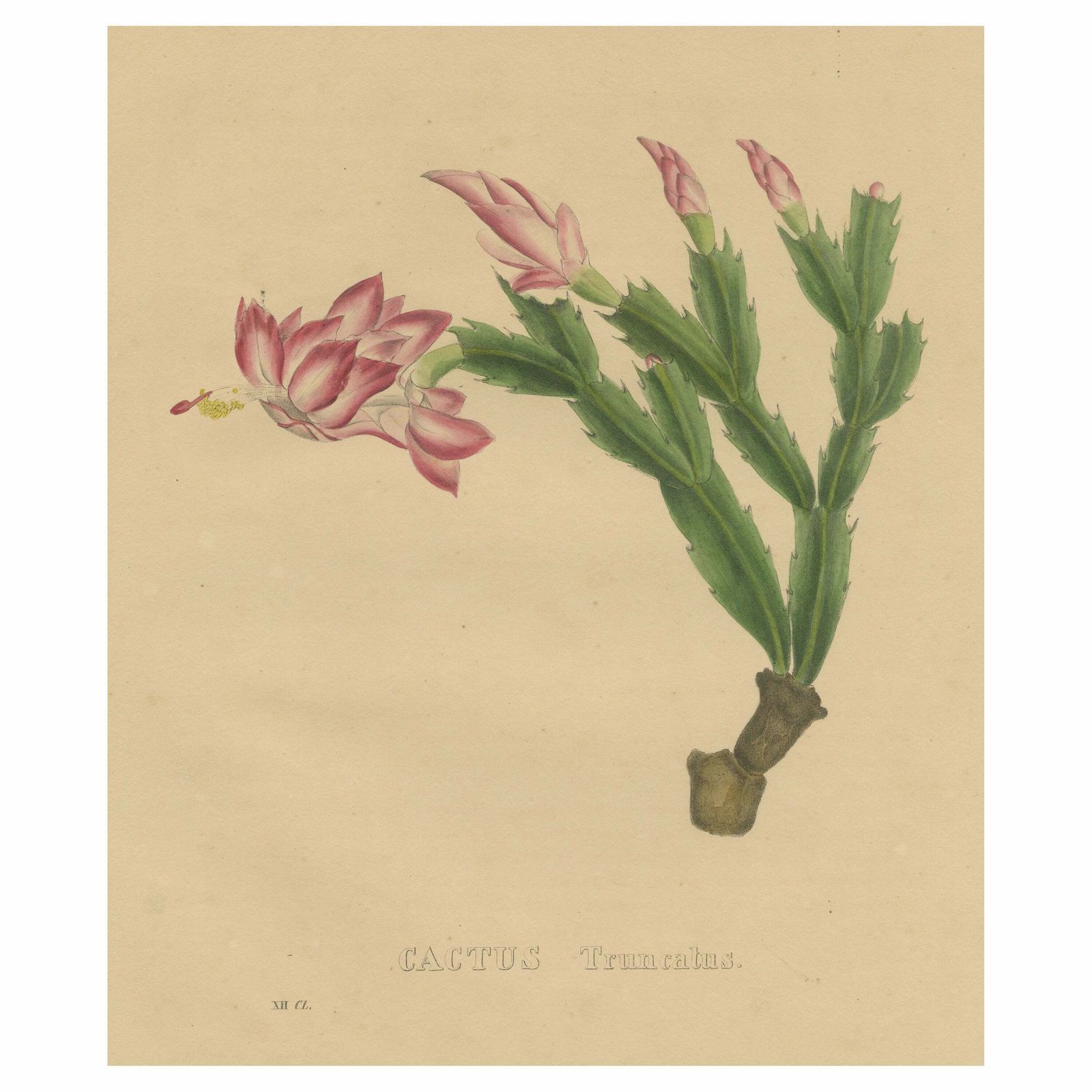 Botanical Beauty: Schlumbergera   The Christmas Cactus, Circa 1832