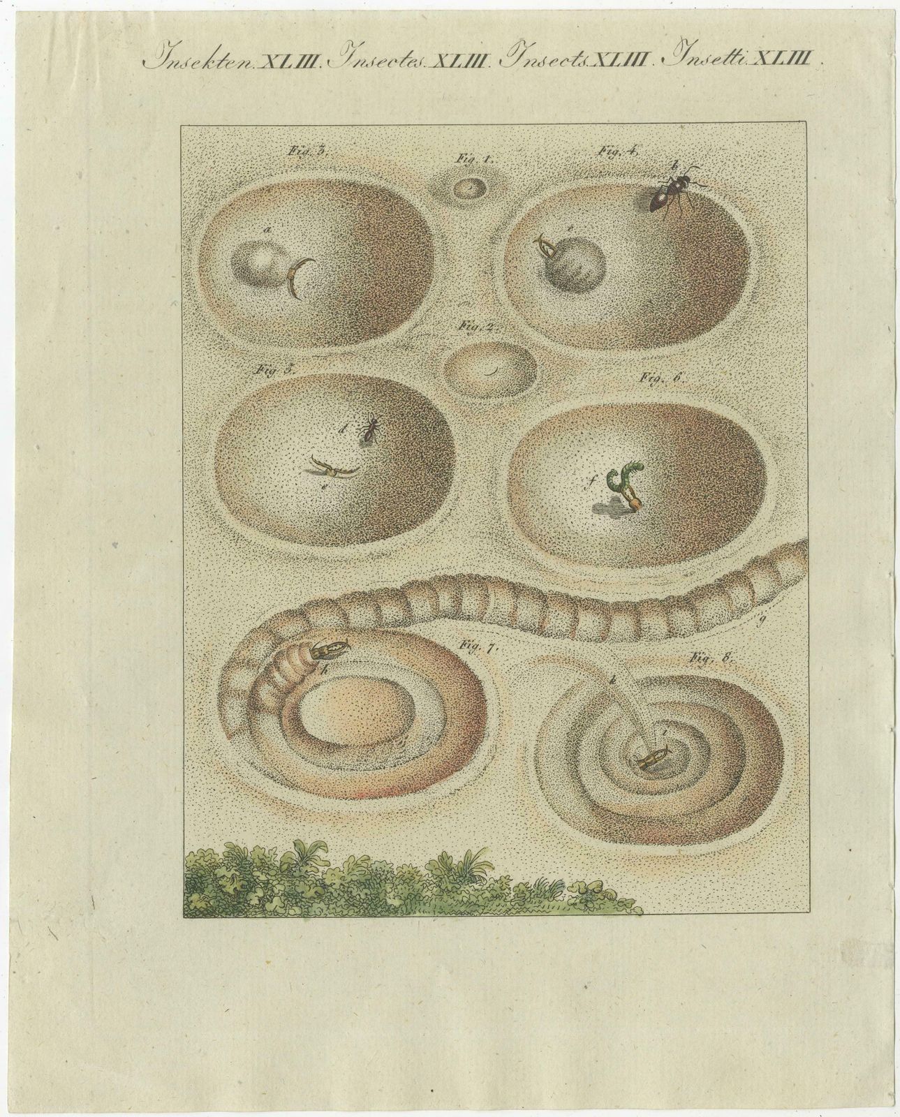 Antique Print Of A Lion Ant Creating A Funnel Shaped Trap In Sand photo furniture