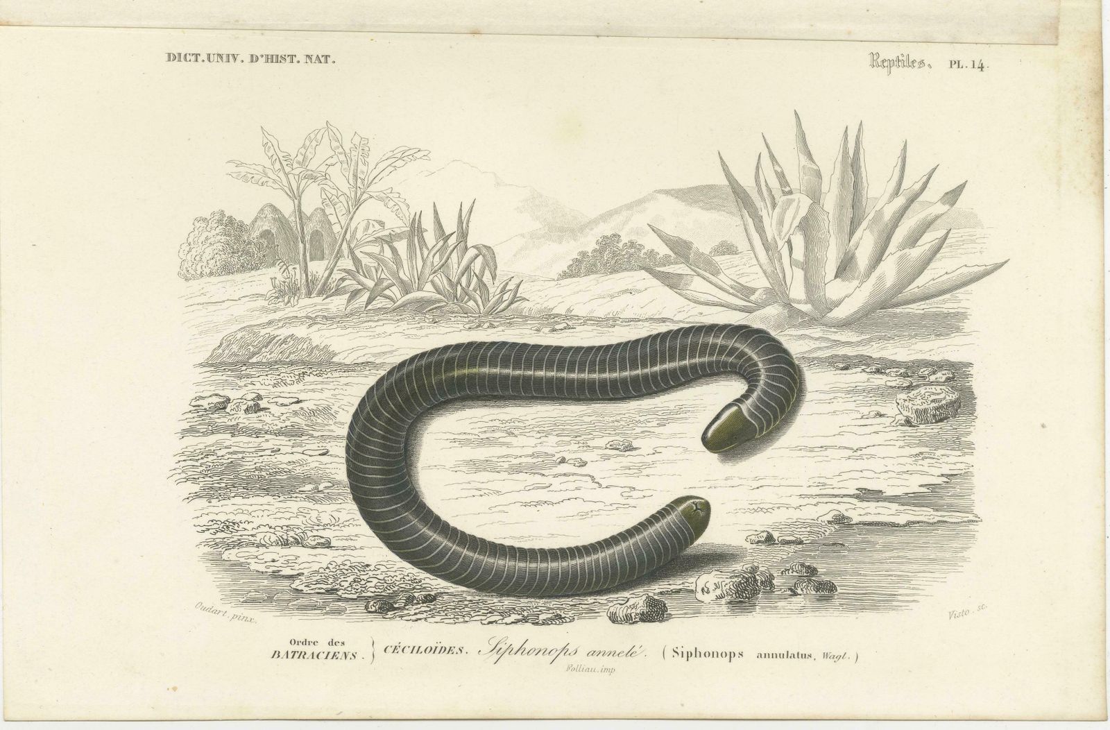 Antique Print Of The Siphonops Annulatus, The Ringed Caecilian photo furniture