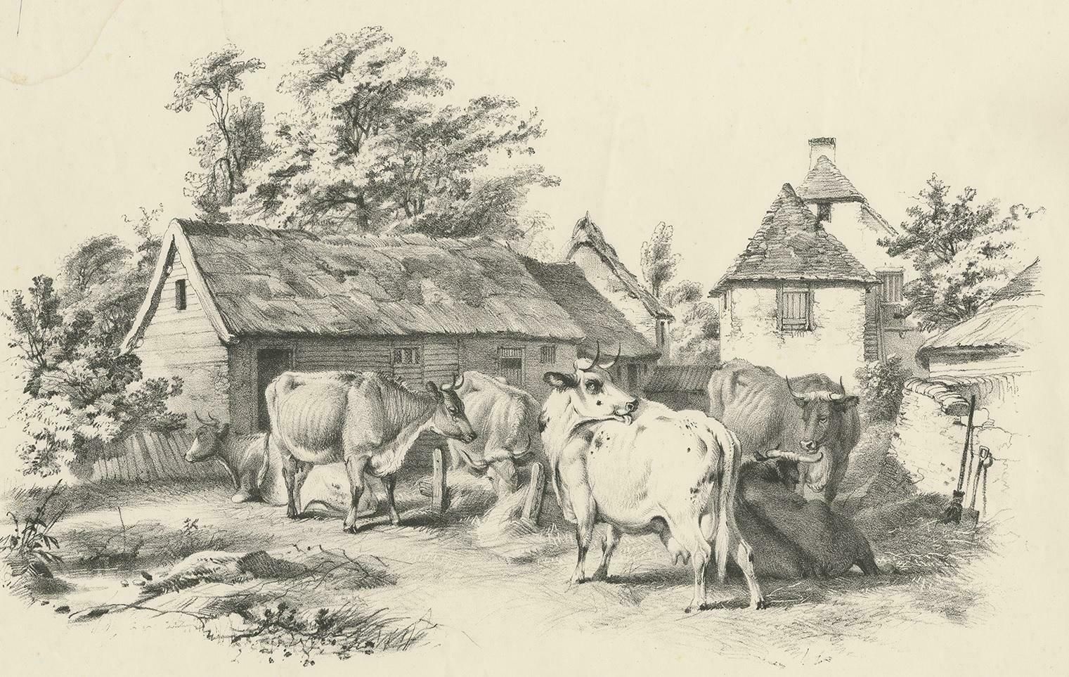 No. 7 Antique Print Of Cattle By Cooper photo furniture