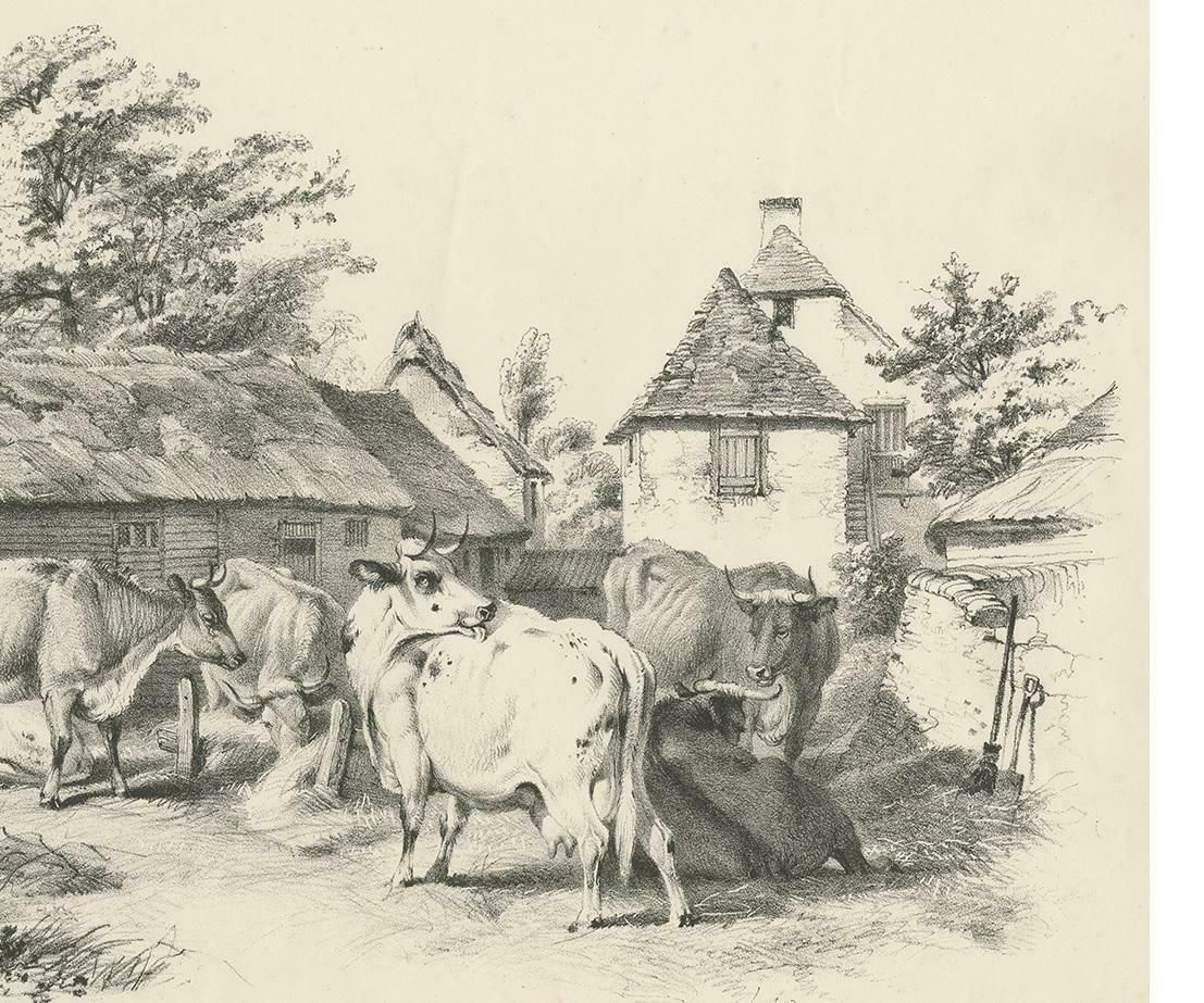 No. 7 Antique Print Of Cattle By Cooper photo Art