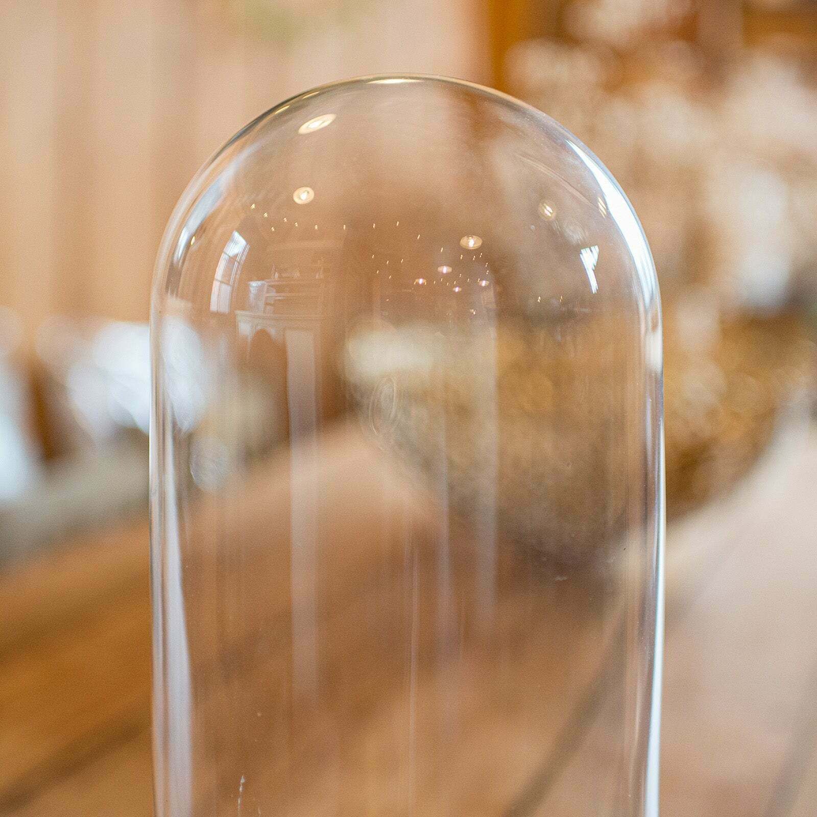 Antique Collector's Dome, English, Glass, Taxidermy, Botany, Showcase, Edwardian photo Home Decor