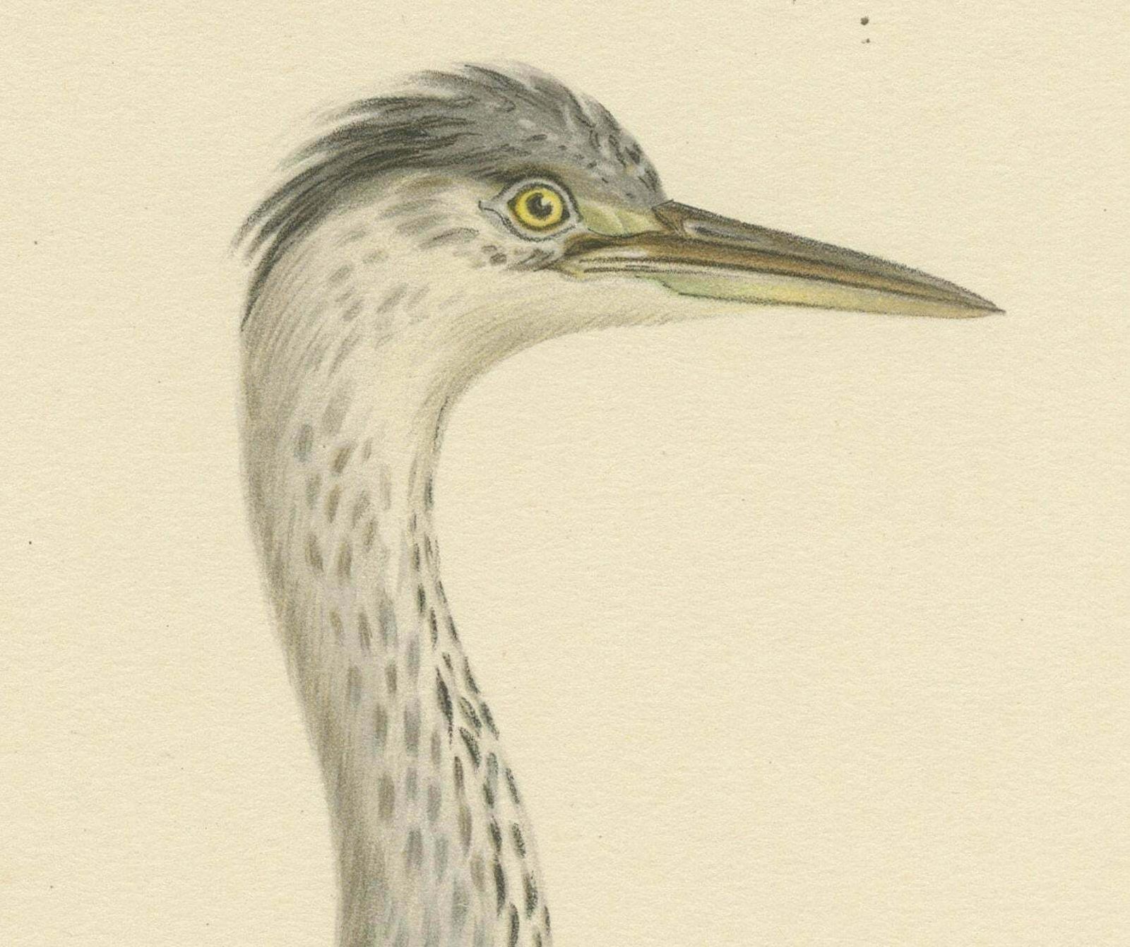The Young Grey Heron From The Svenska Fåglar Lithographs Series 1929 photo for sale
