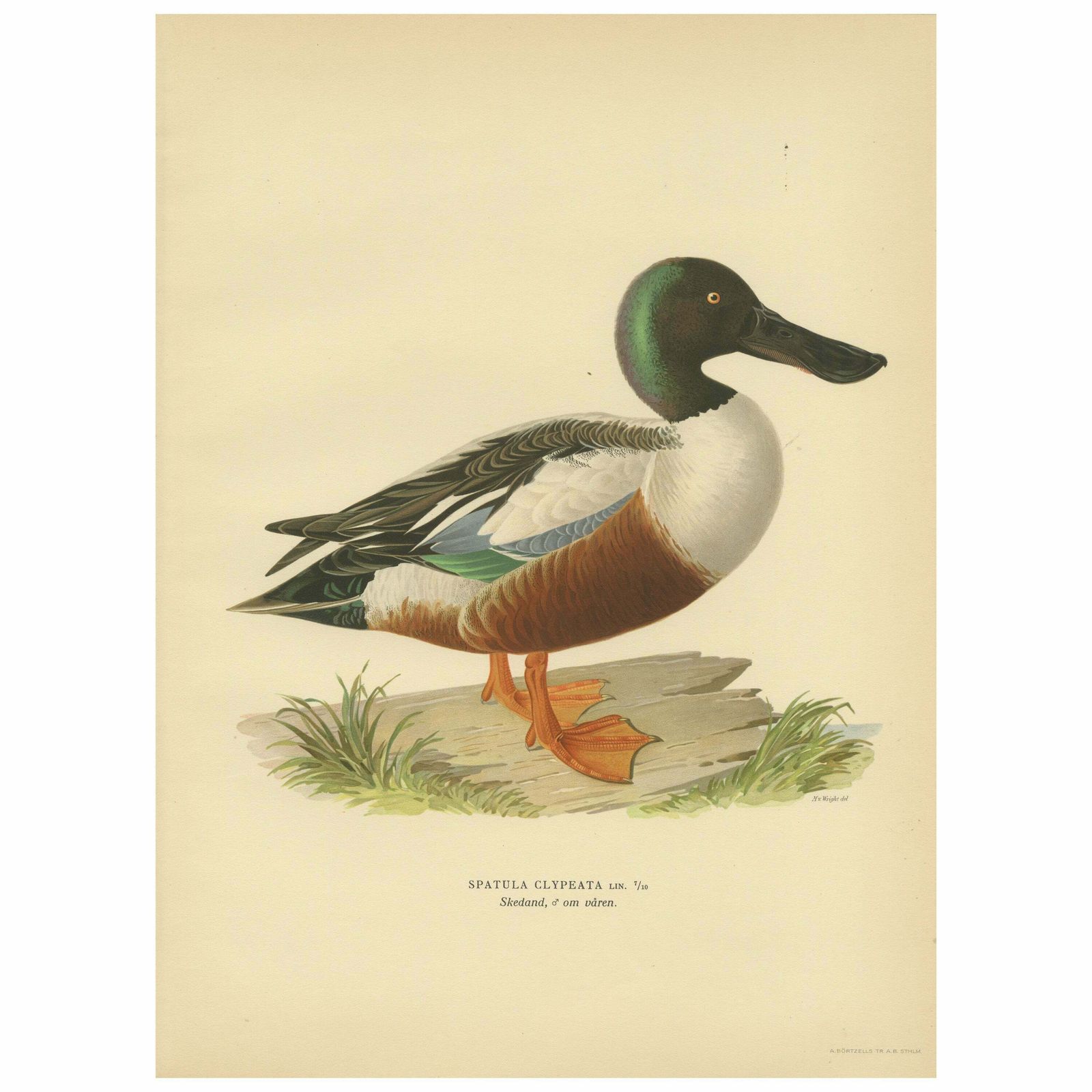 Northern Shoveler In Detail A Study Of Spatula Clypeata In Lithograph 1929