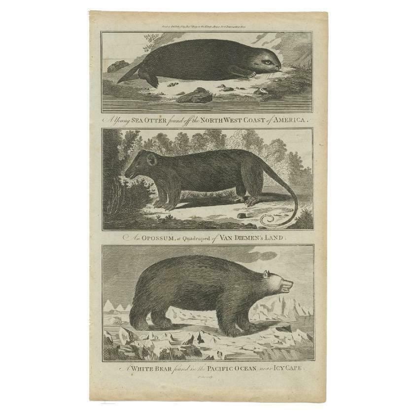 Original Antique Print Of A Sea Otter, A Quadruped And A White Bear, C.1780
