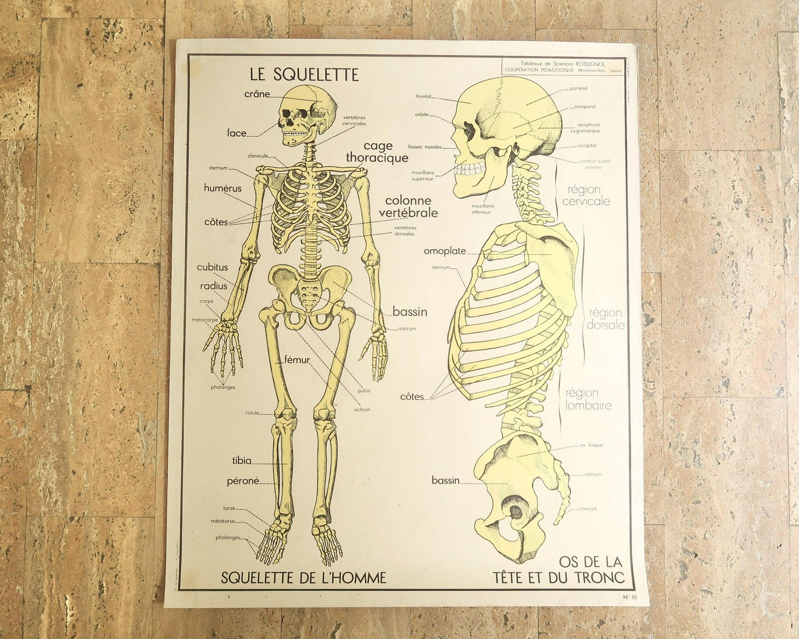 Franse Schoolposter Van Rossignol: Skelet, Ca. Jaren 1950 / Medisch Kabinet – Tableaux Des Sciences – Schoolposter Osteopathie Fysiotherapie