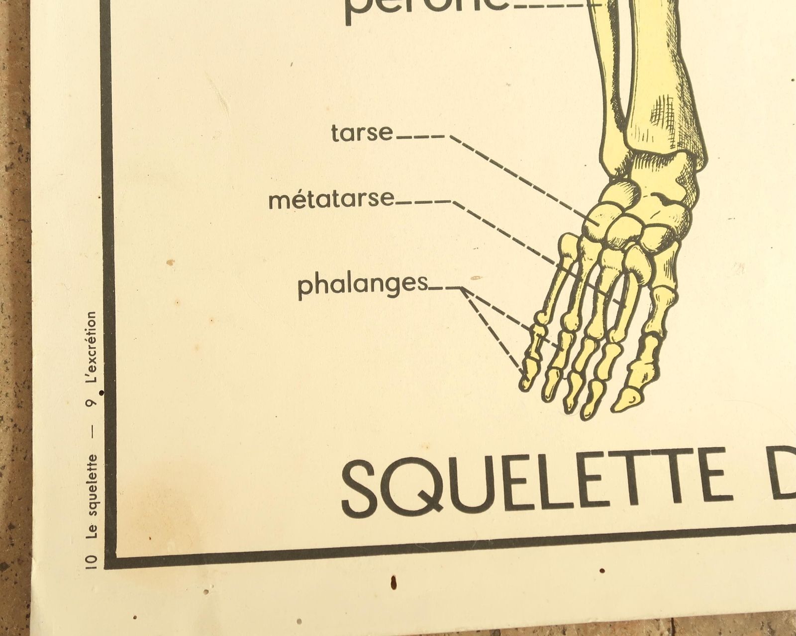 French Teaching Poster By Rossignol: Skeleton, 1950s / Doctor Medical Sciences Cabinet Of Curiosities School Osteopathic Physiotherapist photo Art