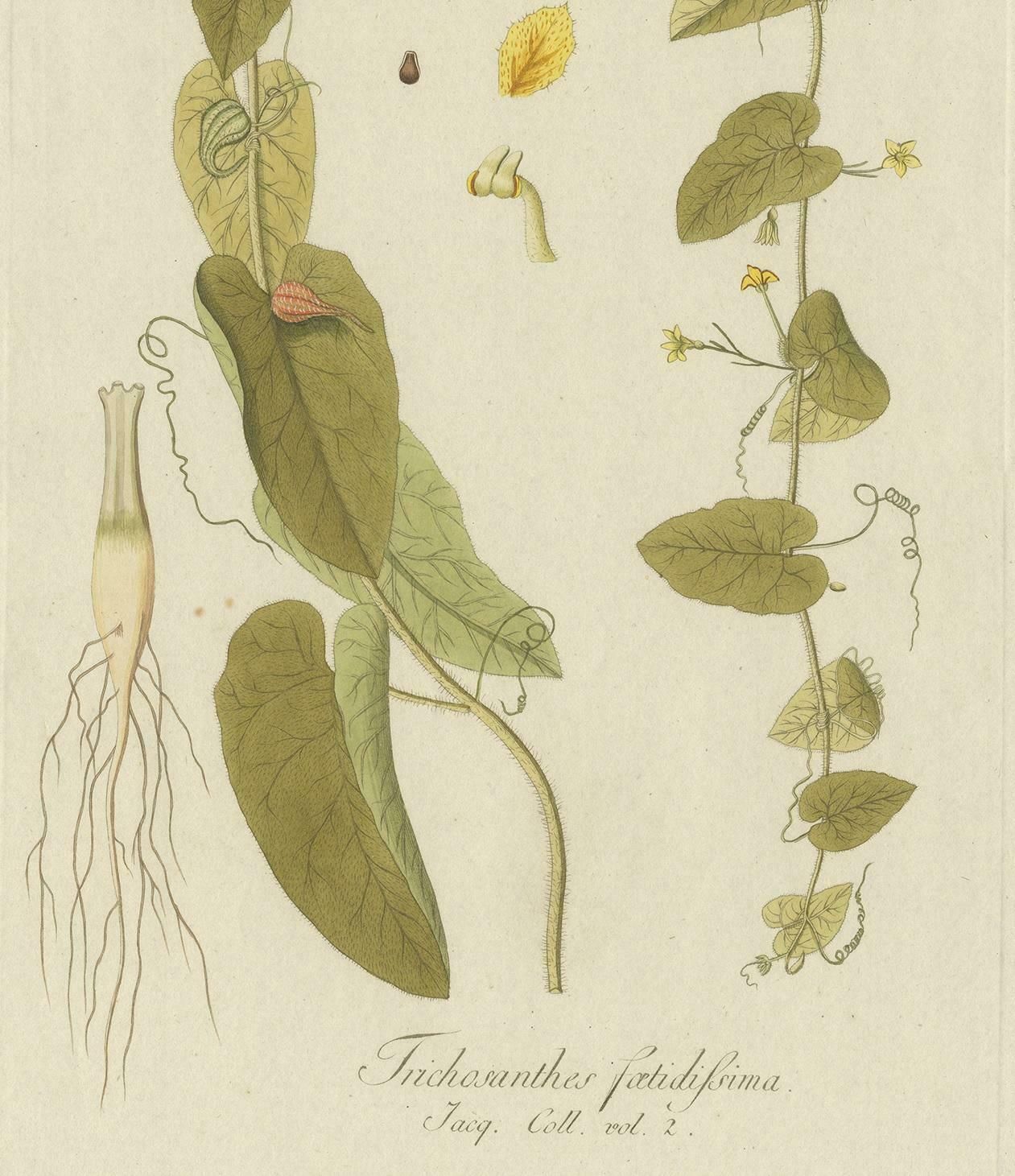 Antique Botany Print Of A Trichosanthes Species By Von Jacquin, Circa 1781 photo Art