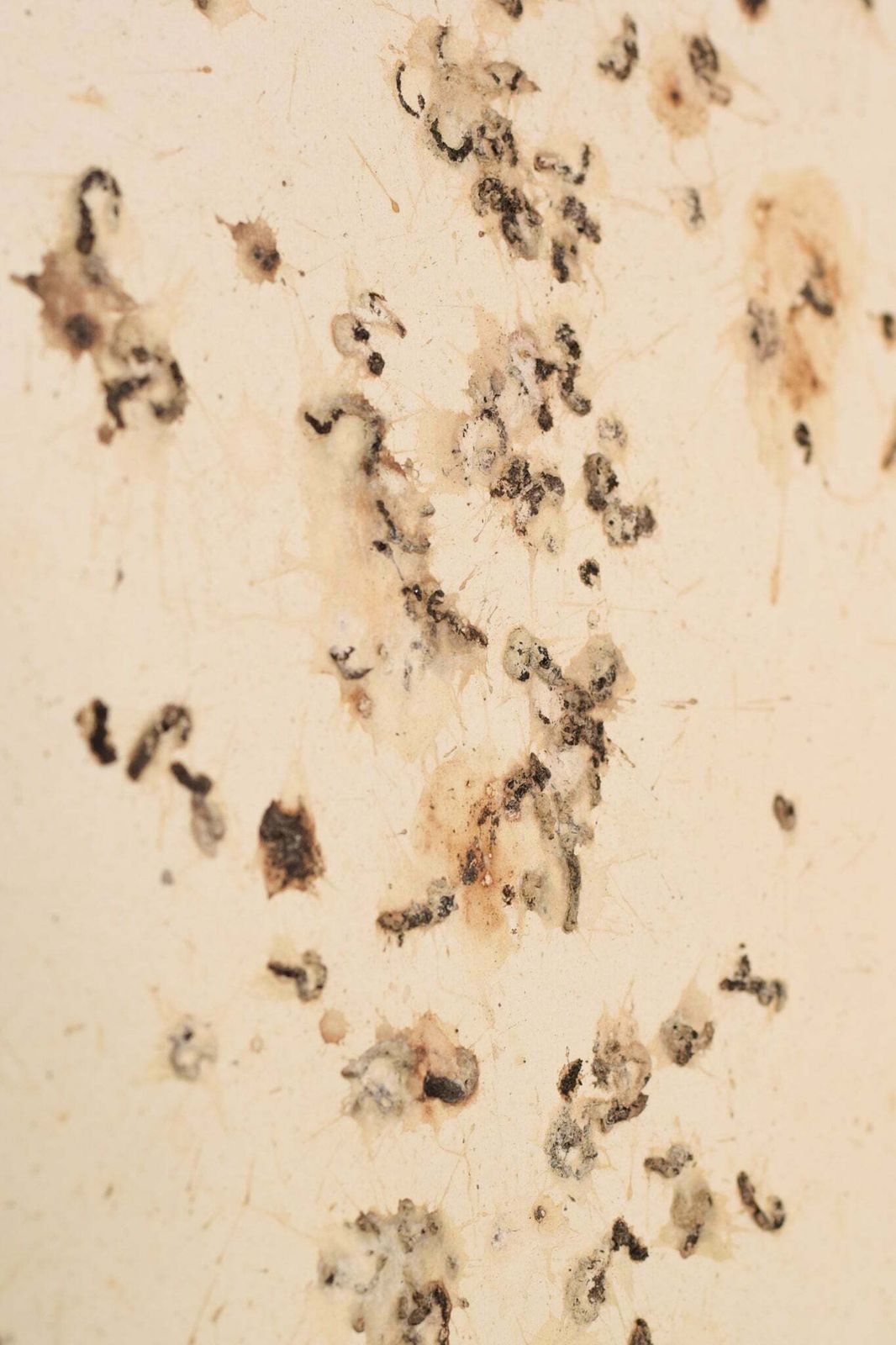 photo for sale Volgeling Van Dan Colen – 'Untitled (Bird Shit)'