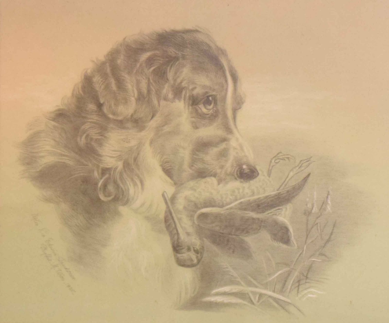 Pencil Study By Phyllis M. Wise   Dog With Snipe photo furniture
