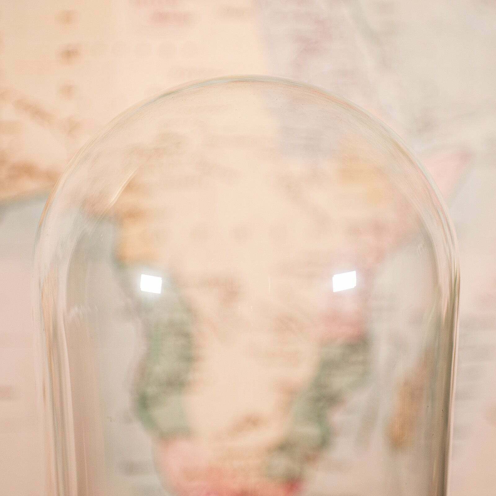 Large Antique Collector's Dome, English, Glass, Taxidermy, Specimen, Victorian photo Home Decor