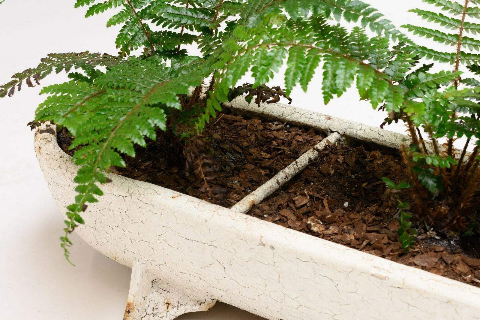 Cast Iron Planter, 1900s, Antique photo furniture