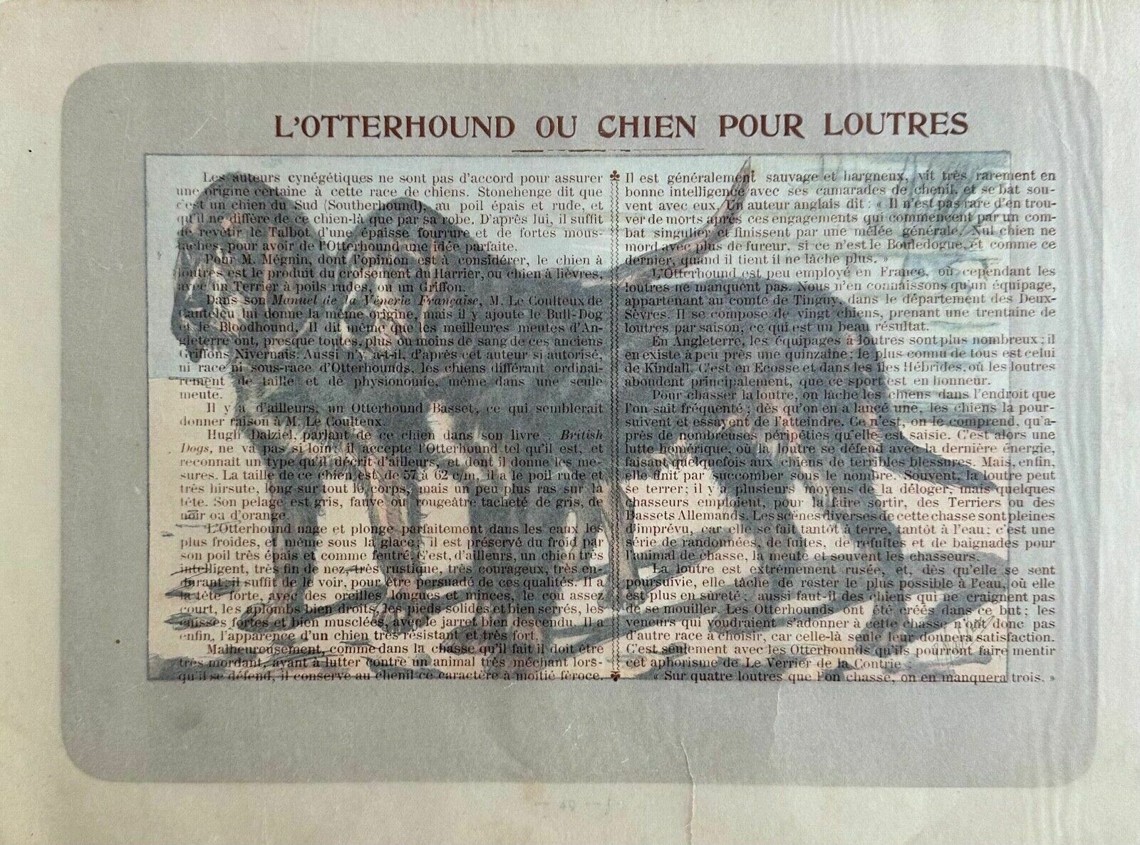 Antique 1907 Colour Lithograph Print Dog Picture Paul Mahler Otterhound photo furniture