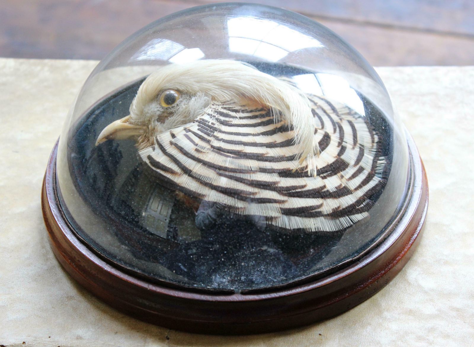 William Farren Of Cambridge Golden Pheasant Taxidermy Glass Dome Wall Mount photo 1295.0