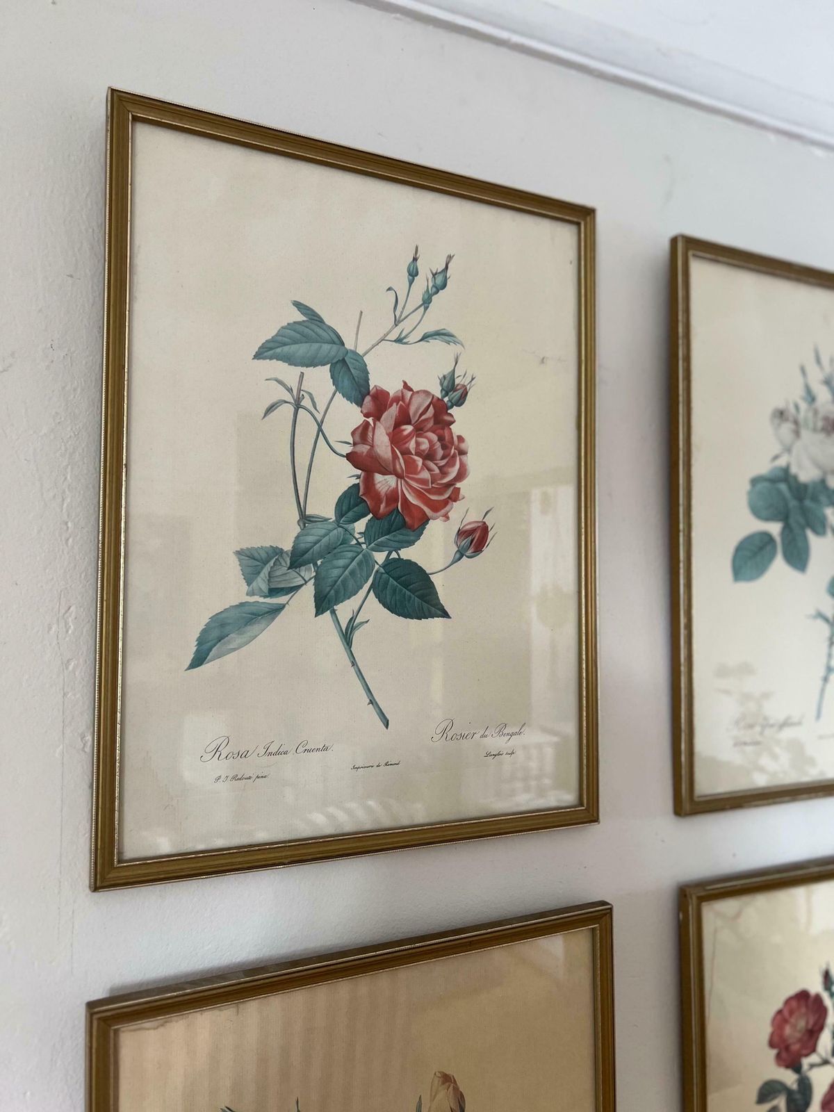 Vintage Set Of Botanical Painting photo Art