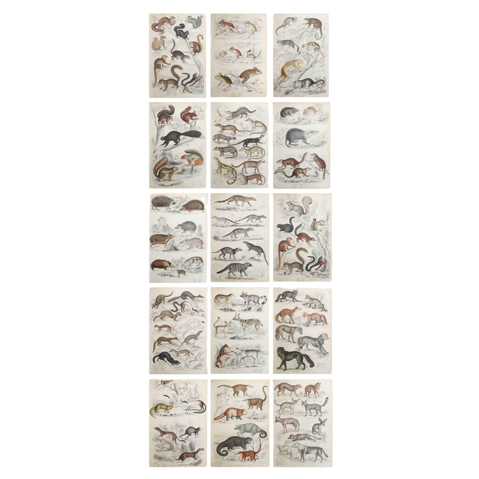 Set Of 15 Large Original Antique Animal Prints, 1830s