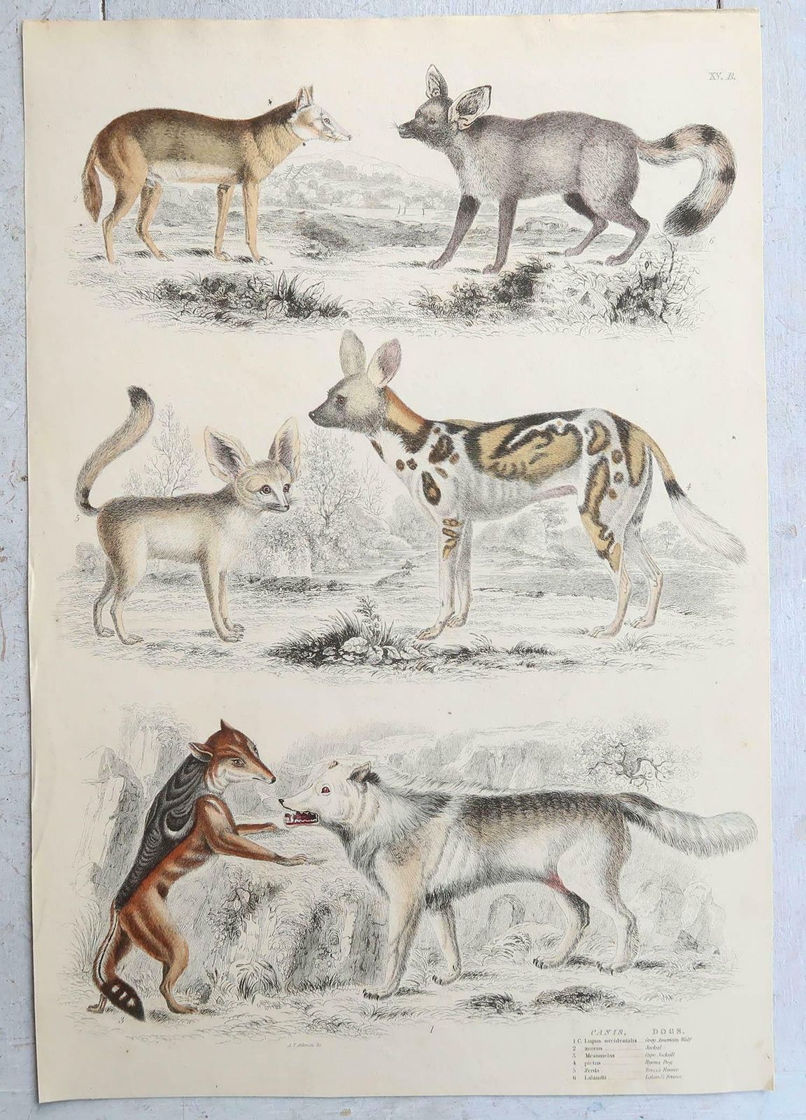 Set Of 15 Large Original Antique Animal Prints, 1830s photo 275.0