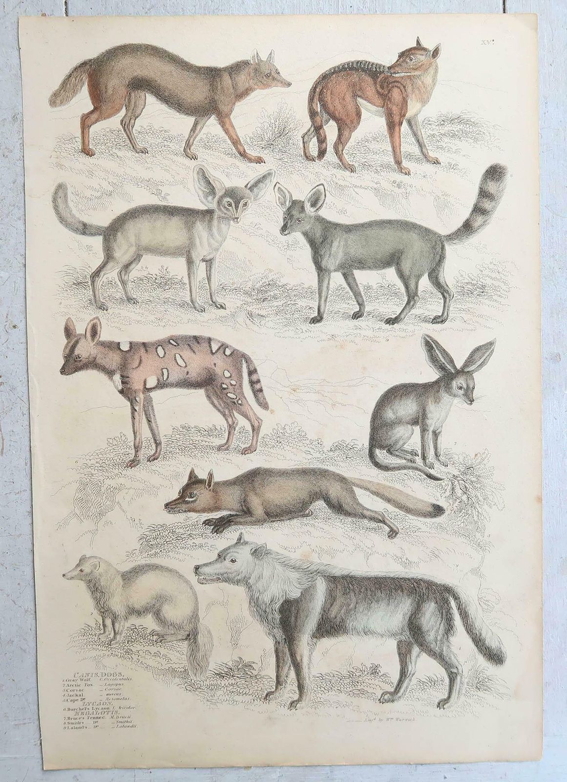 Set Of 15 Large Original Antique Animal Prints, 1830s photo vintage