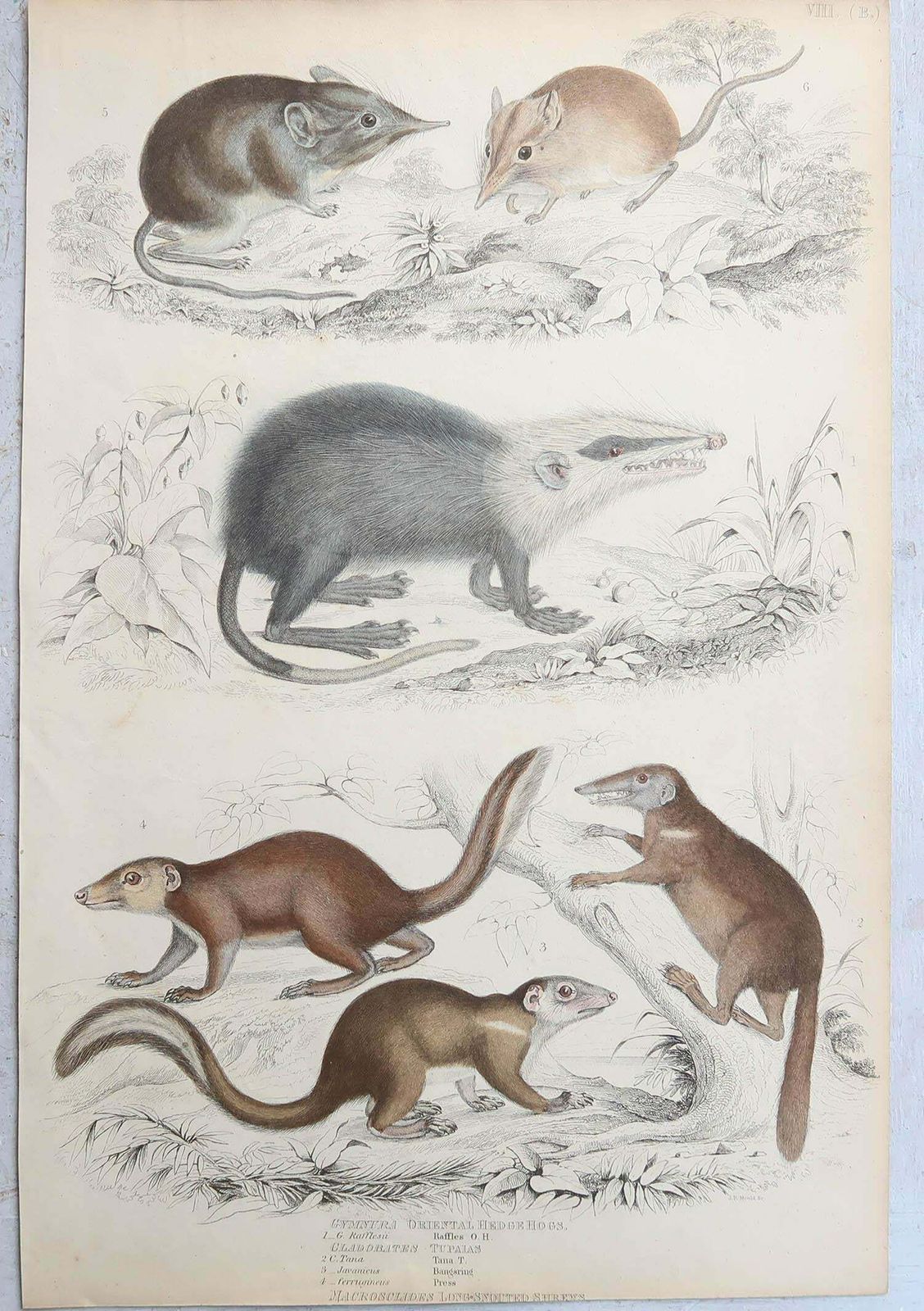 275.0 Set Of 15 Large Original Antique Animal Prints, 1830s photo