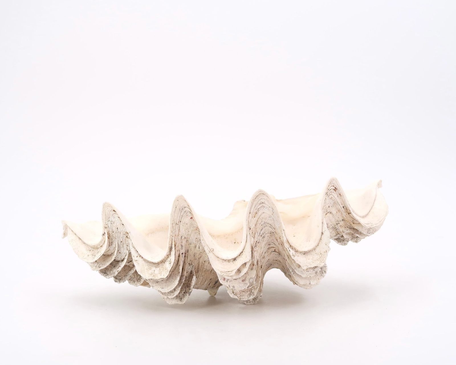 Grote Schelp, Ringenschaaltje, Tridacna Schelp Ca. Jaren 1970 / Schaal, Zeepbakje, Curiositeitenkabinet, Sieraden, Conch, Boho Chic, Folk, Badkamer photo furniture