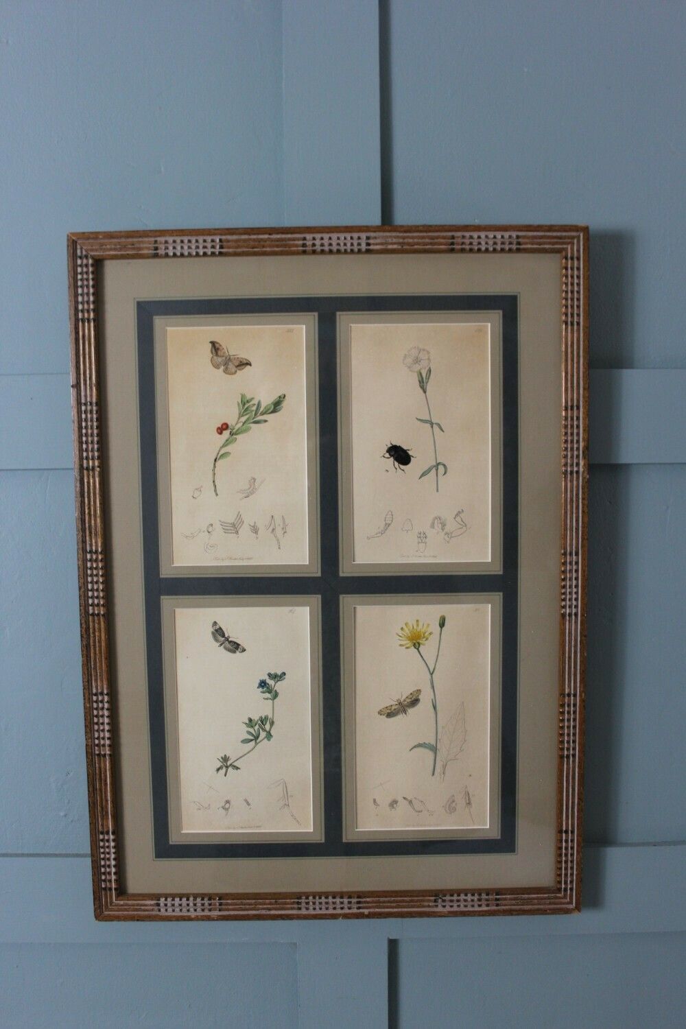 19th Century Set Of 4 Engravings Botanicals With Insects And Plants By John Curtis