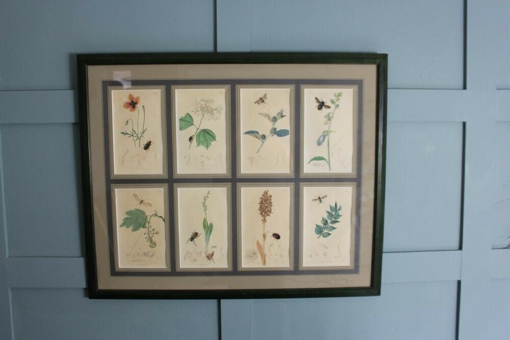 19th Century Set Of 8 Engravings Botanicals With Insects And Plants By John Curtis photo furniture