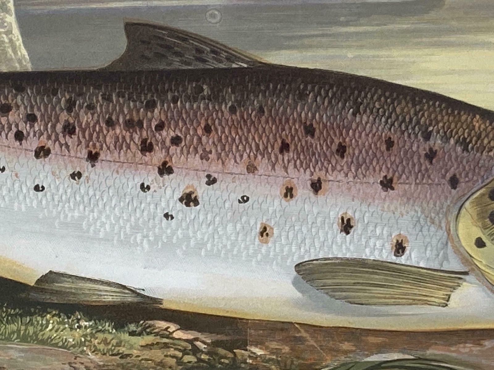 145 Year Old Antique Chromolithograph “Great Lake Trout” By Alexander Francis Lydon (1879) photo 85.0