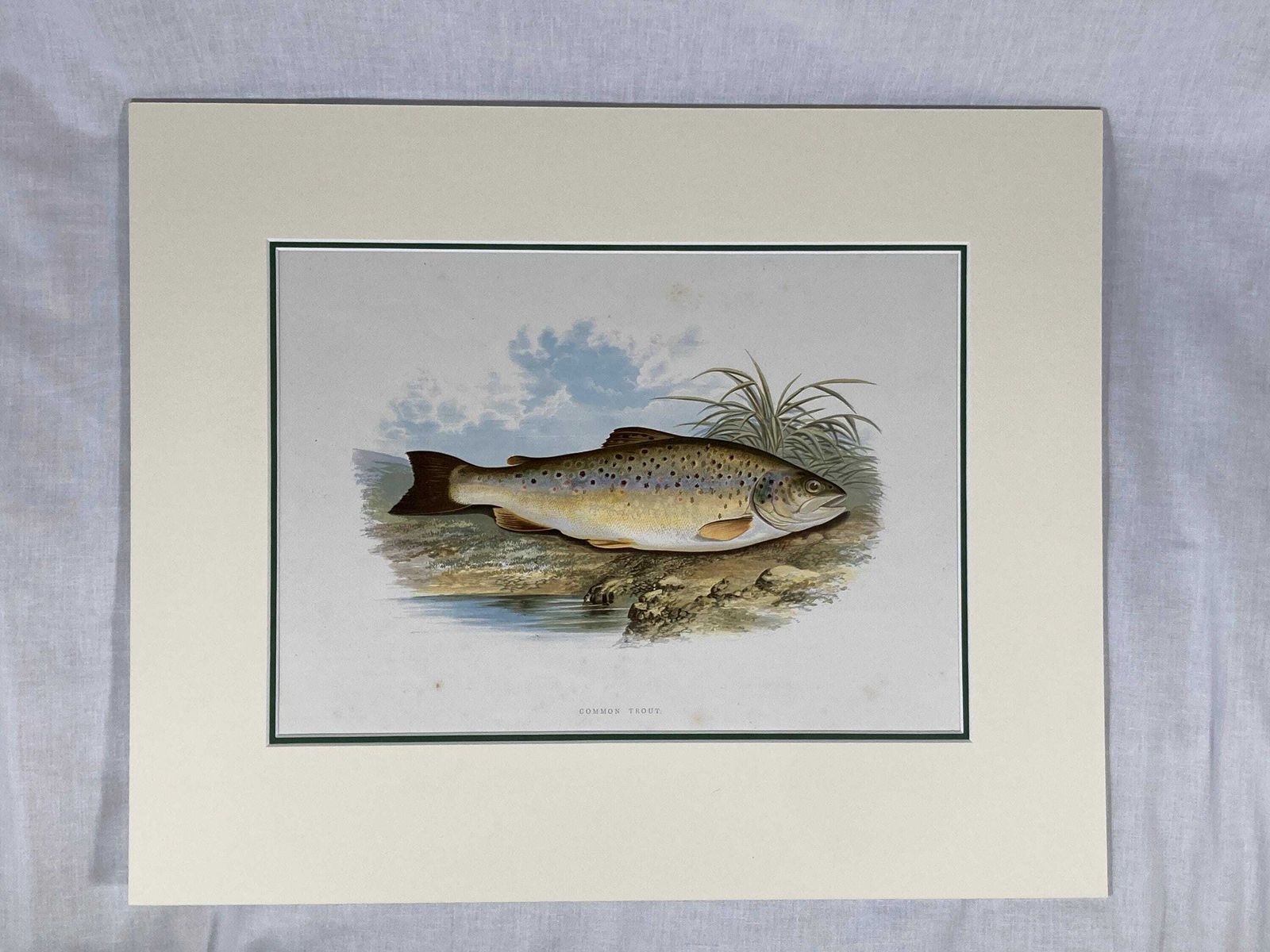 145 Year Old Antique Chromolithograph “Common Trout” By Alexander Francis Lydon (1879) photo buy