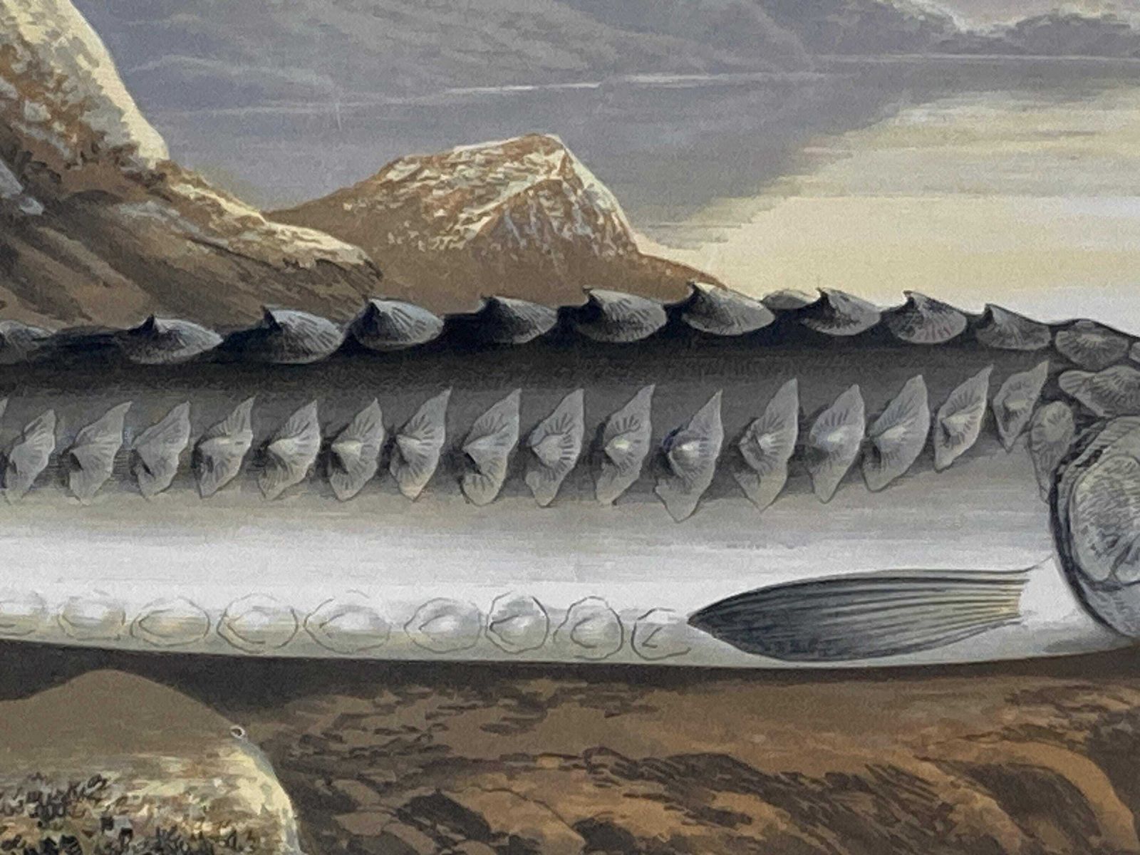 145 Year Old Antique Chromolithograph “Sturgeon” By Alexander Francis Lydon (1879) photo Art