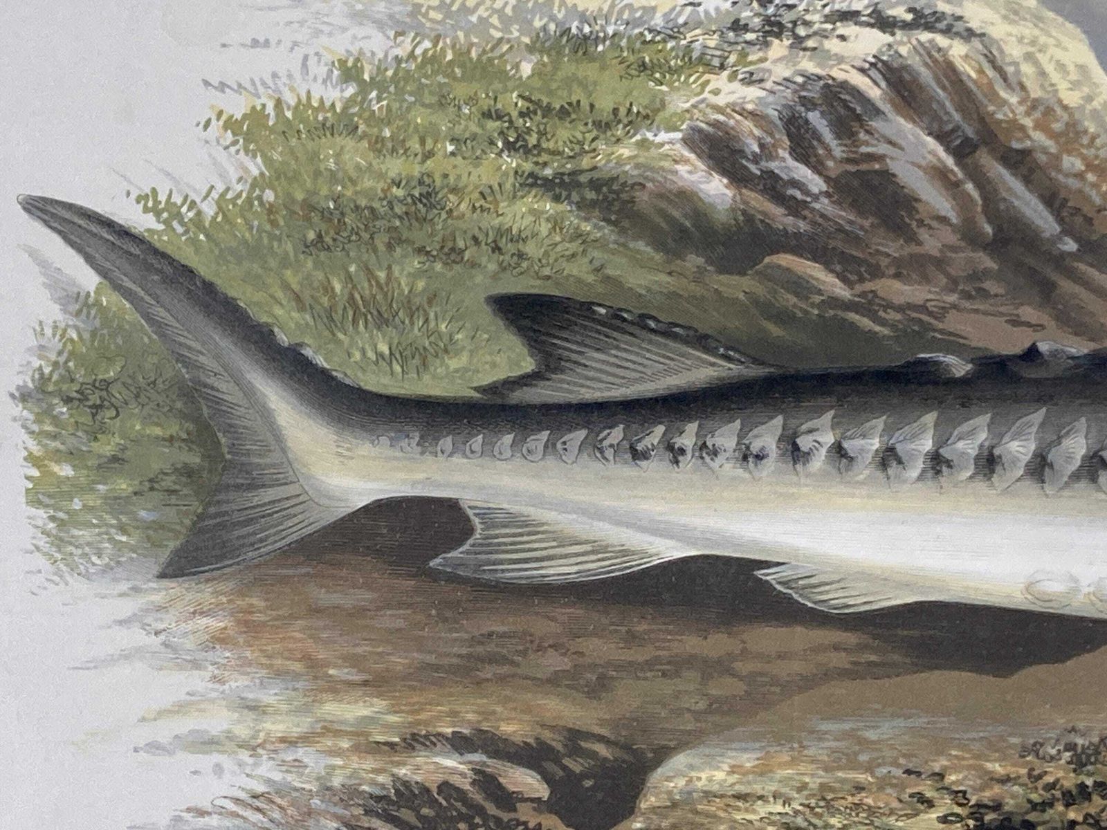 145 Year Old Antique Chromolithograph “Sturgeon” By Alexander Francis Lydon (1879) photo 85.0