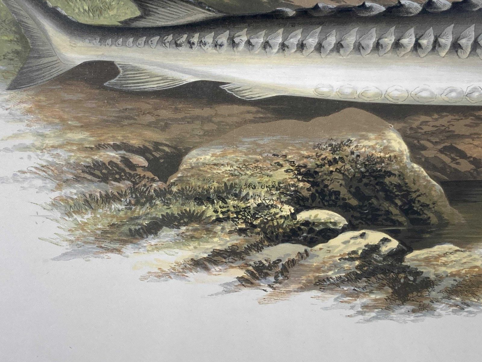 photo furniture 145 Year Old Antique Chromolithograph “Sturgeon” By Alexander Francis Lydon (1879)