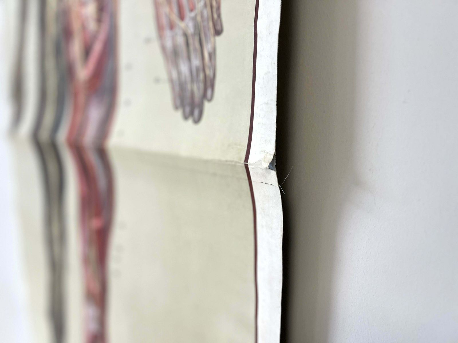 photo for sale Deutsches Hygiene Museum, Life Size Nervous System Anatomical Poster