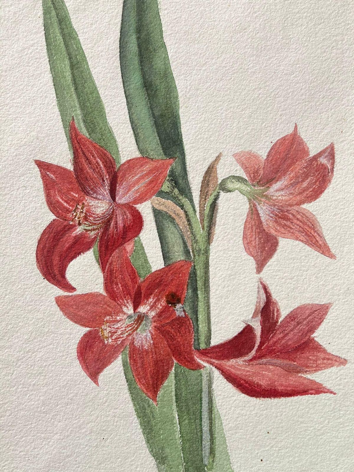 Caroline Worsleyfine Antique British Botanical Painting Red Amaryllis Flowerc.1900's photo furniture