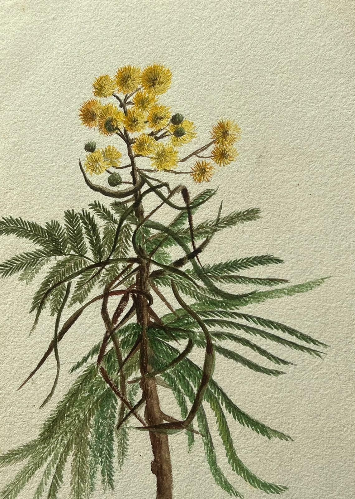 Caroline Worsleyfine Antique British Botanical Painting Yellow Acacia Dealbata Flowerc.1900's photo furniture