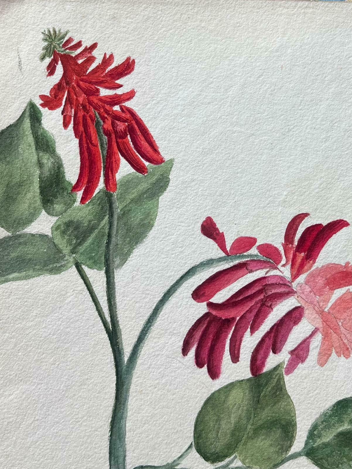 Caroline Worsleyfine Antique British Botanical Painting Red Erythrina Flowerc.1900's photo furniture