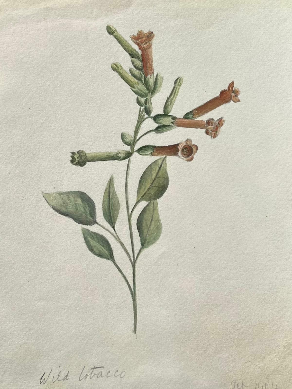 Caroline Worsleyfine Antique British Botanical Painting Wild Tobacco Plantc.1900's photo Art
