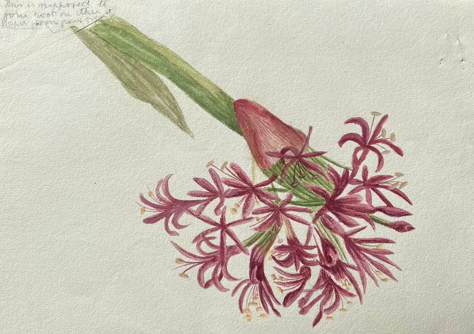 Caroline Worsleyfine Antique British Botanical Painting Pink Amaryllis Flowerc.1900's