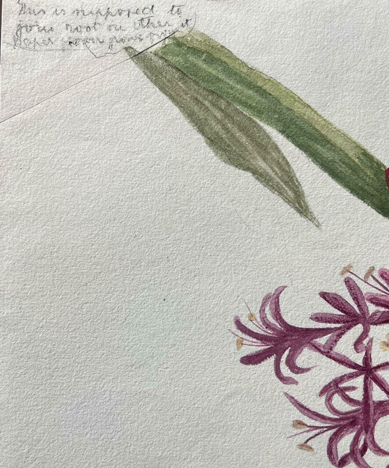Caroline Worsleyfine Antique British Botanical Painting Pink Amaryllis Flowerc.1900's photo Art