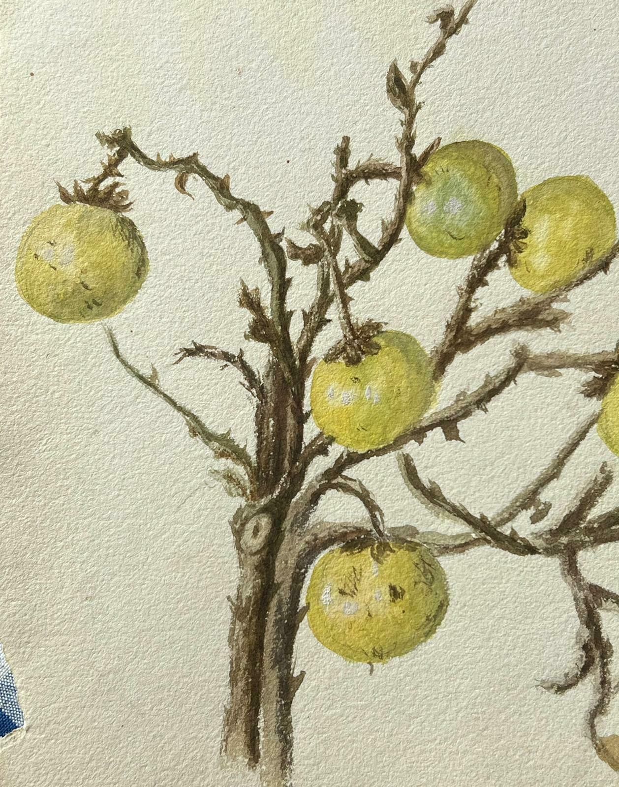 Caroline Worsleyfine Antique British Botanical Painting Wild Gooseberries On Vine Plantc.1900's photo furniture