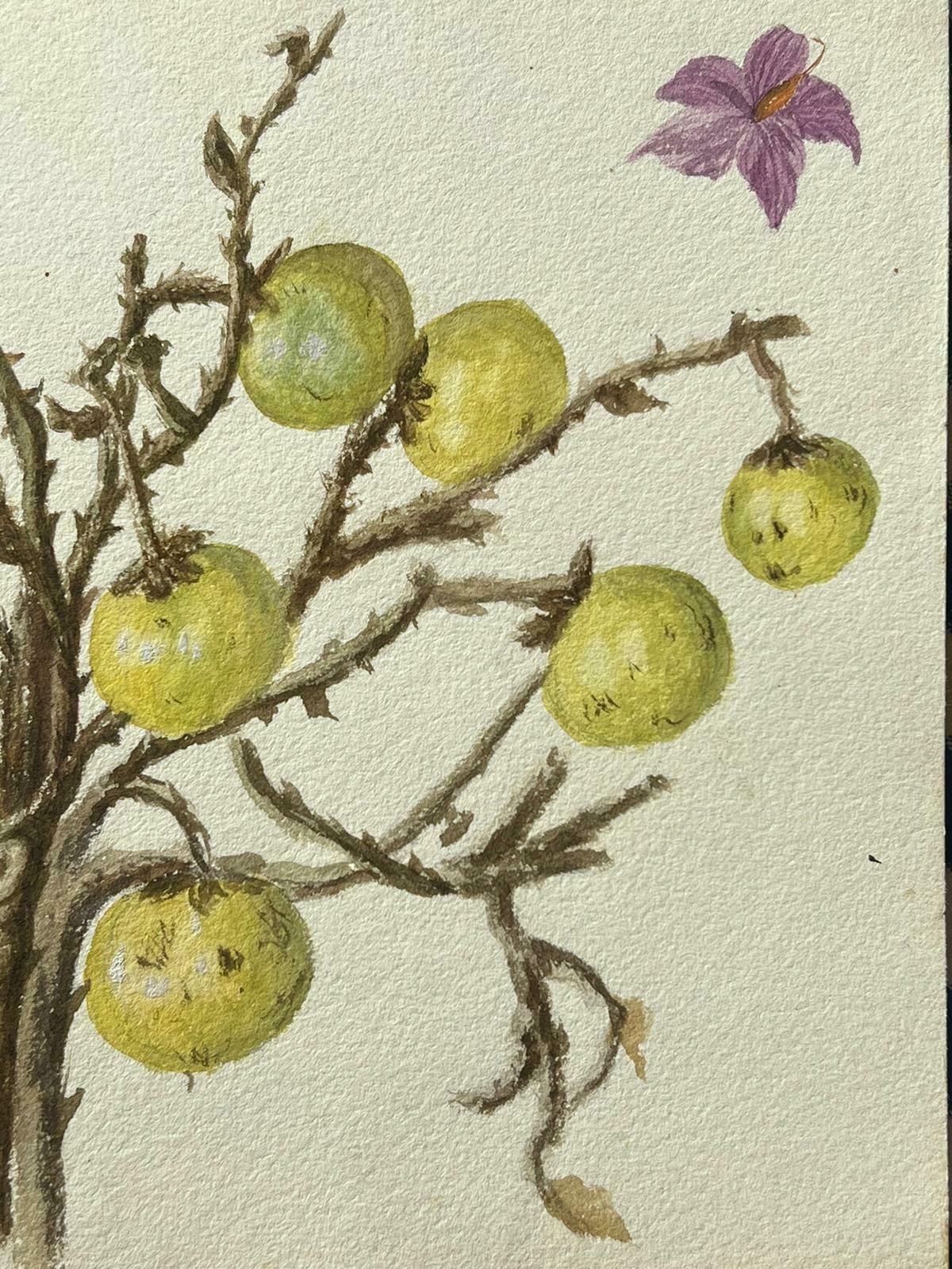 Caroline Worsleyfine Antique British Botanical Painting Wild Gooseberries On Vine Plantc.1900's photo for sale