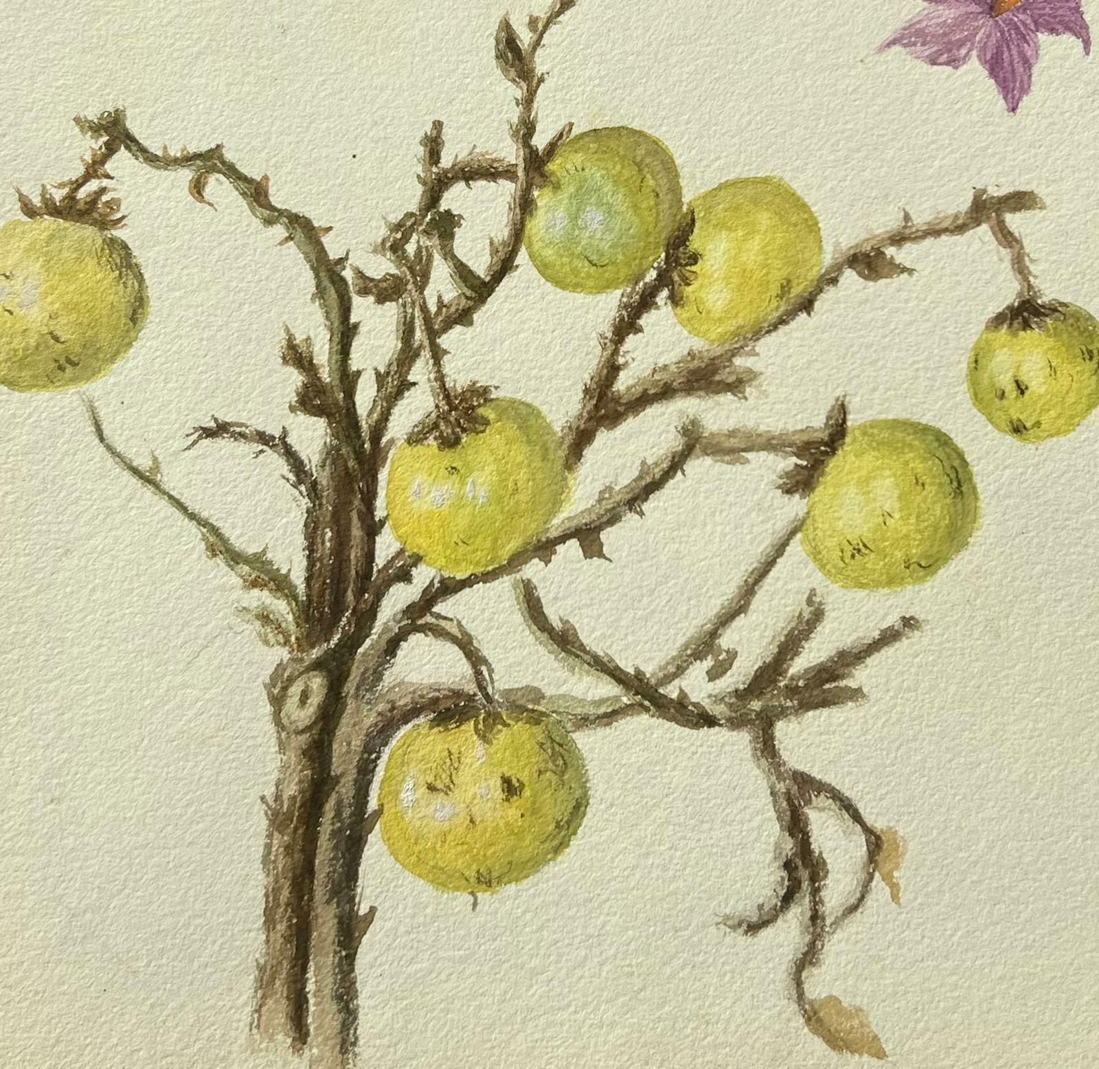 Caroline Worsleyfine Antique British Botanical Painting Wild Gooseberries On Vine Plantc.1900's photo Art